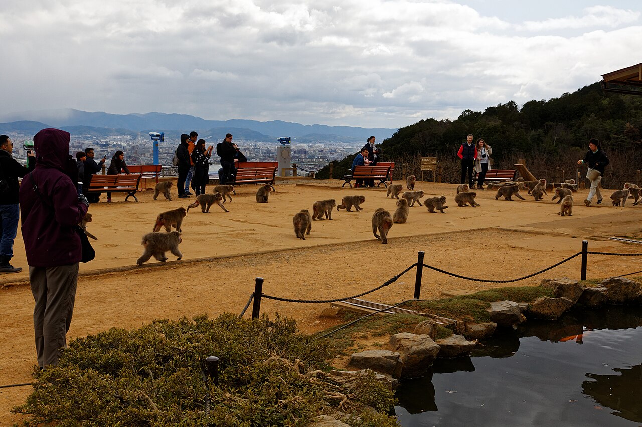 嵐山モンキーパークいわたやまの写真