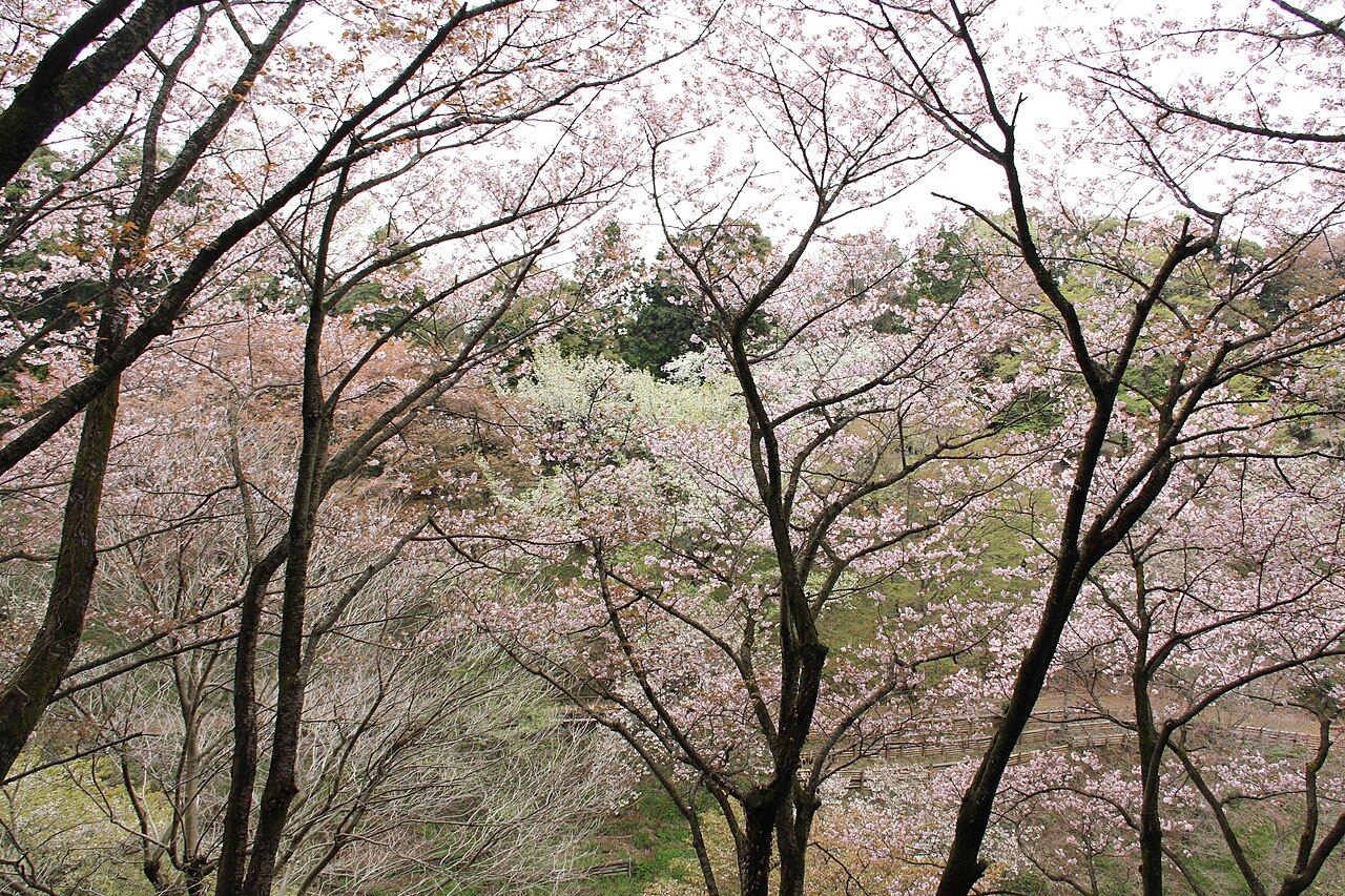 多摩森林科学園の写真