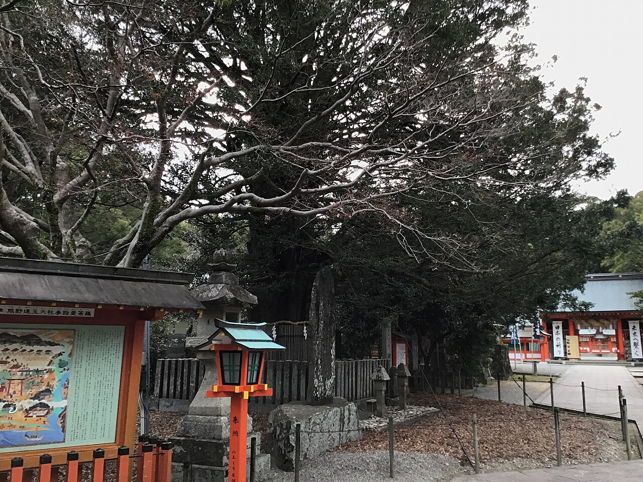熊野速玉神社のナギの写真