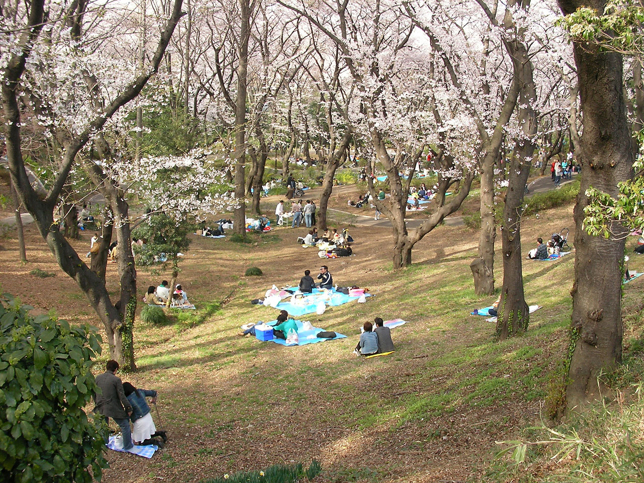 三ツ沢公園の写真