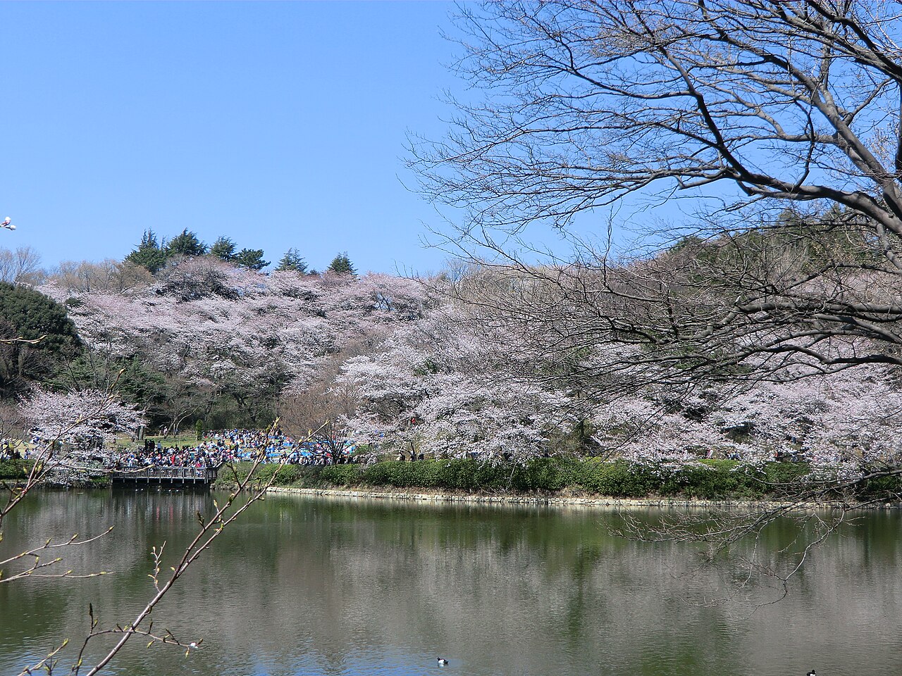 神奈川県立三ツ池公園の写真