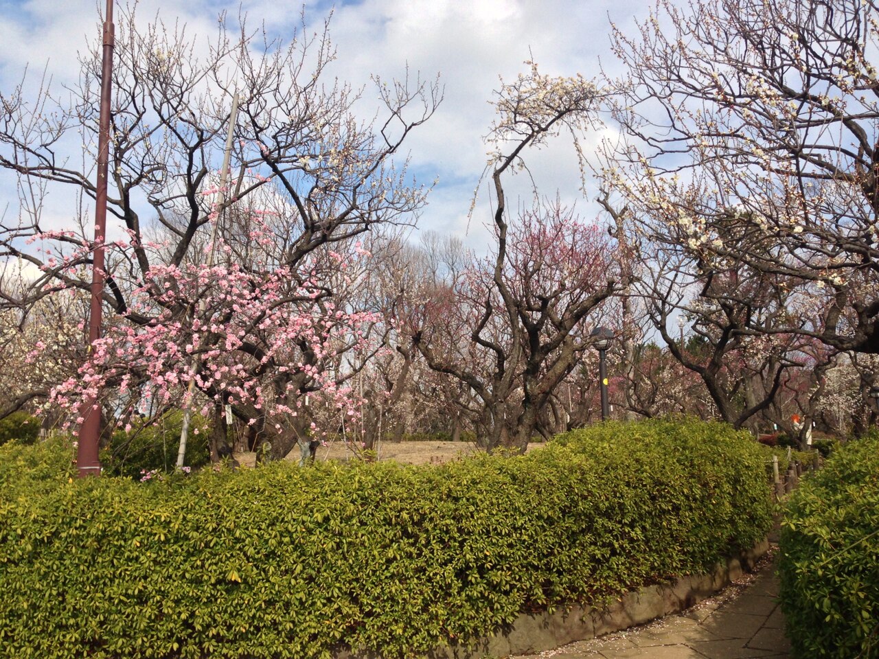 羽根木公園の写真