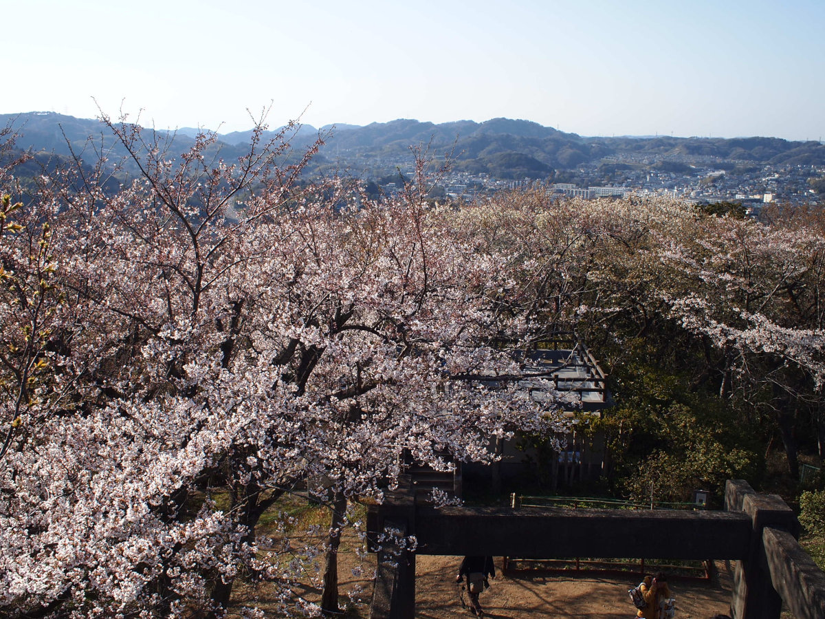 衣笠山公園の写真