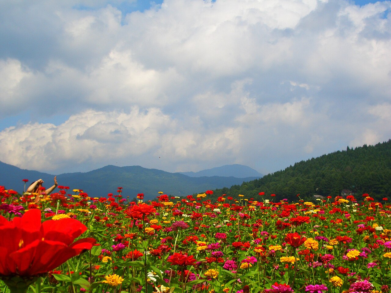 山中湖花の都公園の写真