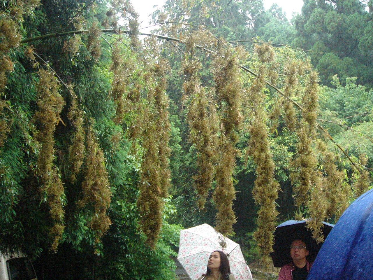 富士竹類植物園の写真