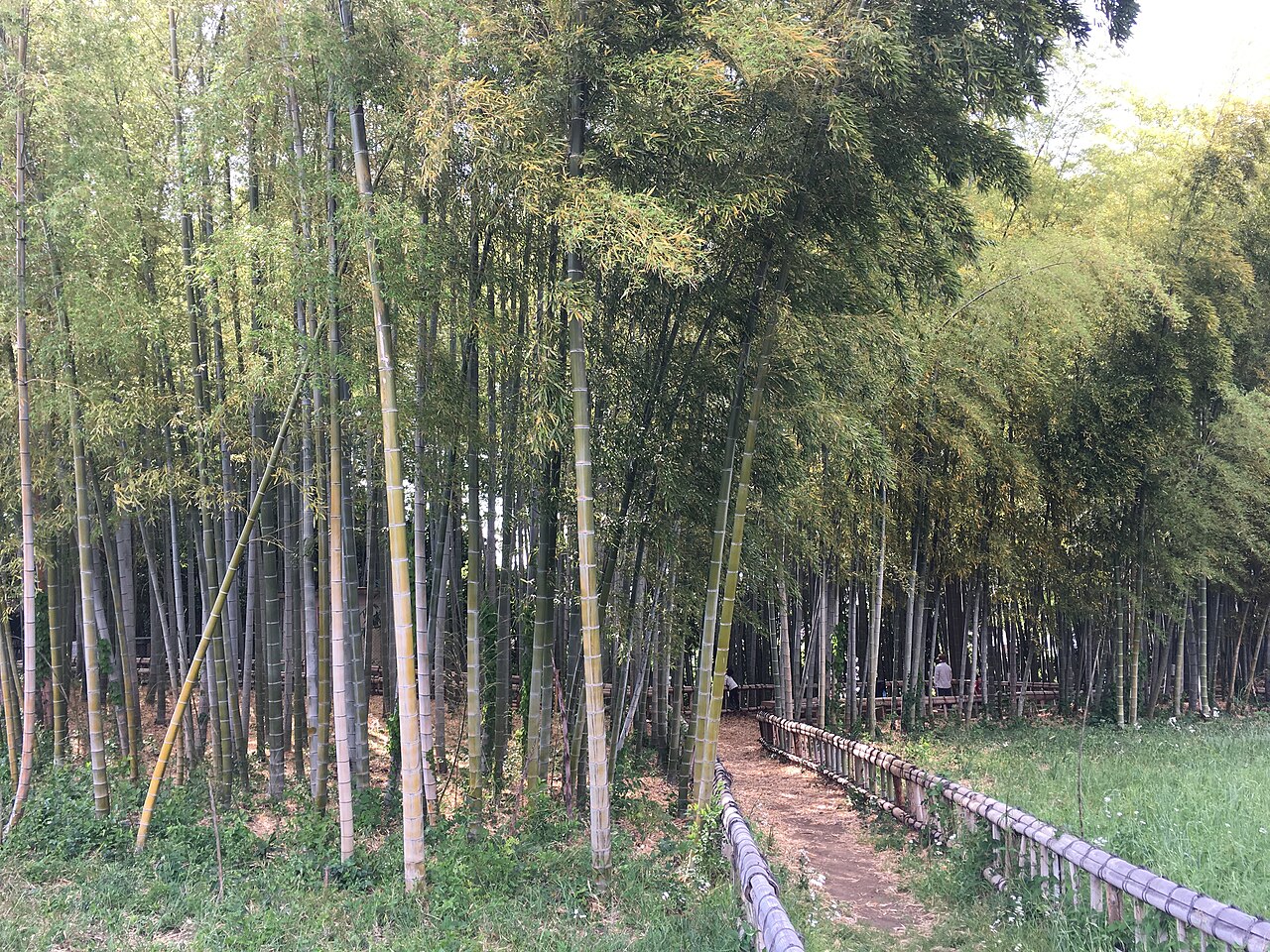 竹林公園の写真
