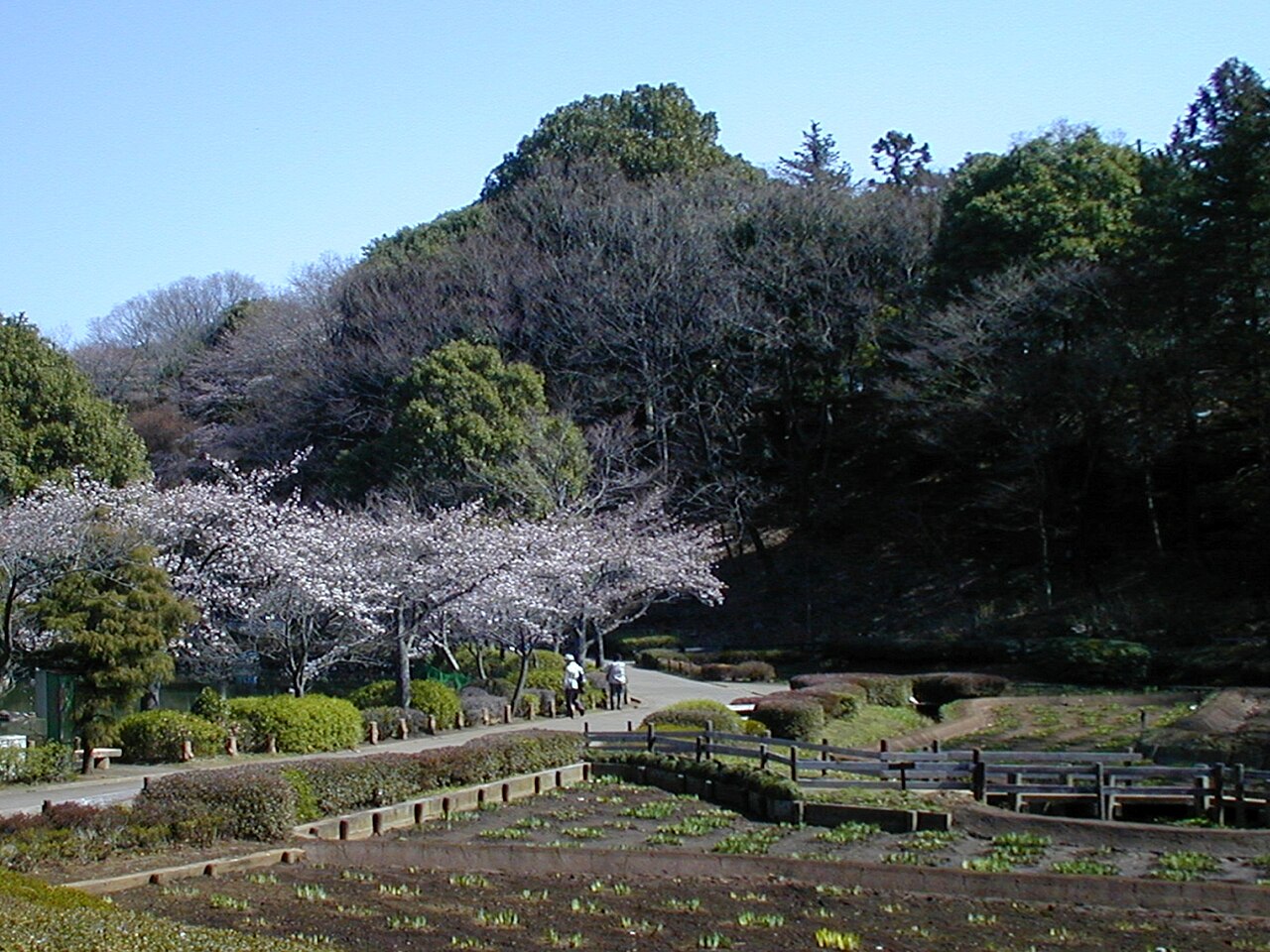 薬師池公園の写真