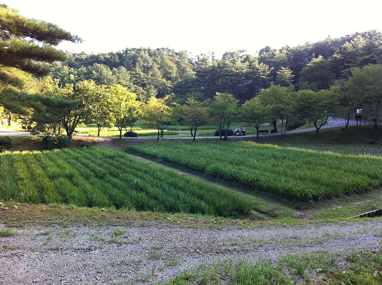 五十公野公園の写真