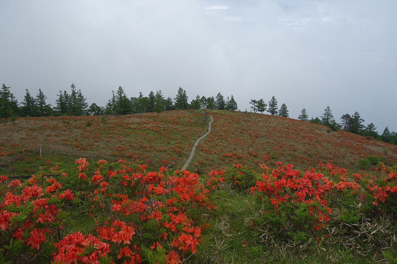 甘利山の写真