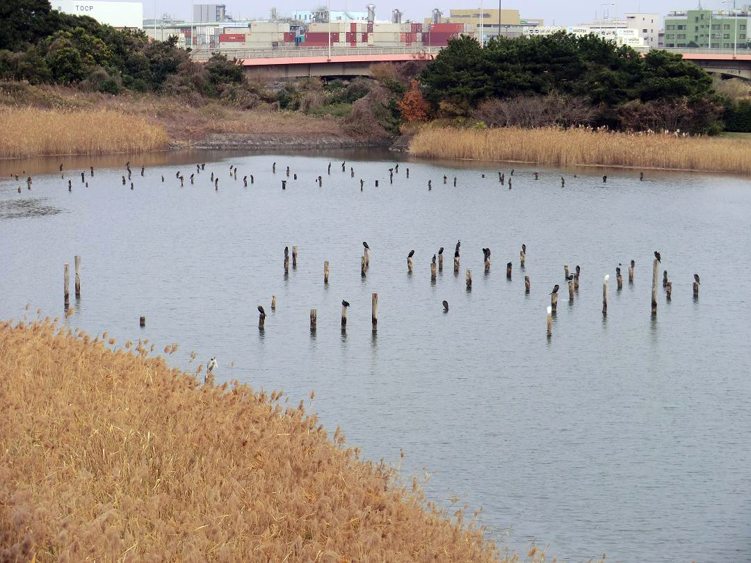東京港野鳥公園の写真