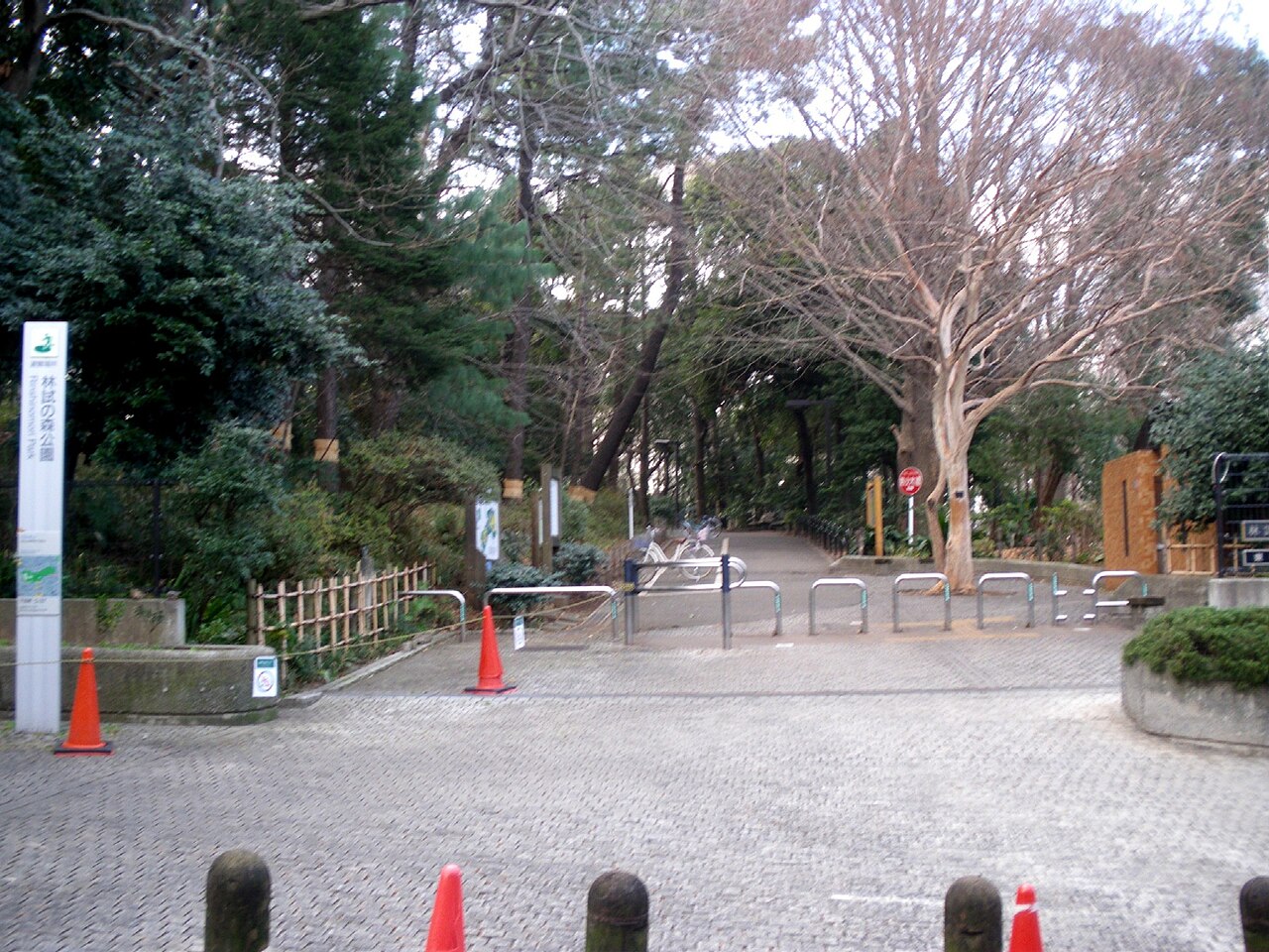 林試の森公園の写真